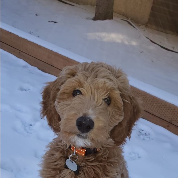 Meet your Posher, Dallas - Picture 1 of 1